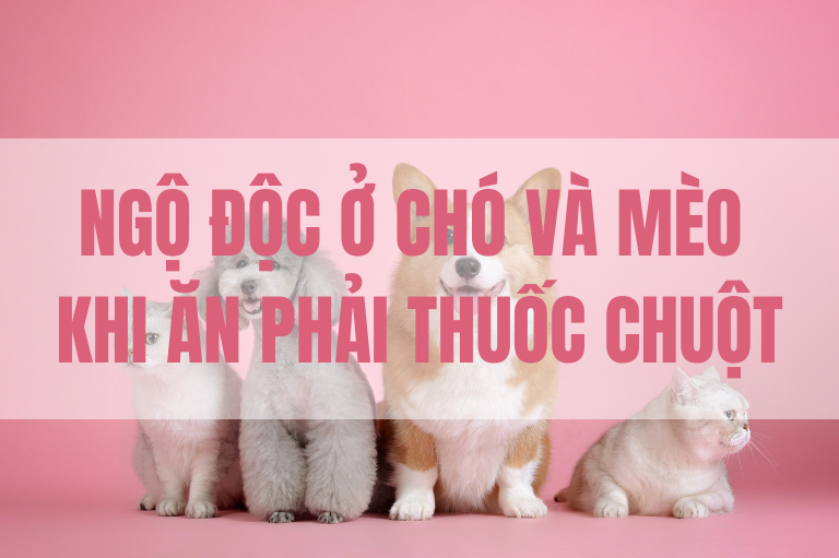 Ngộ độc ở  vật nuôi khi ăn phải thuốc chuột